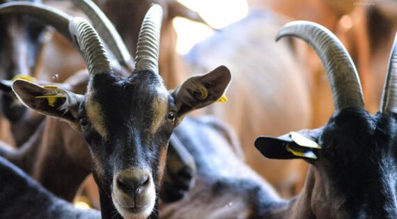 future chèvres de la ferme de la Puilliere
