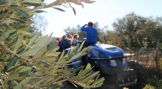 Balade en tracteur dans l'oliveraie