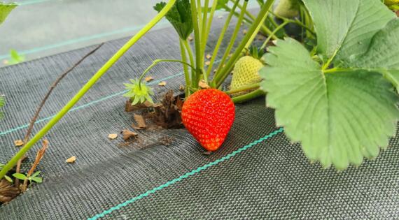 cueillette des fraises