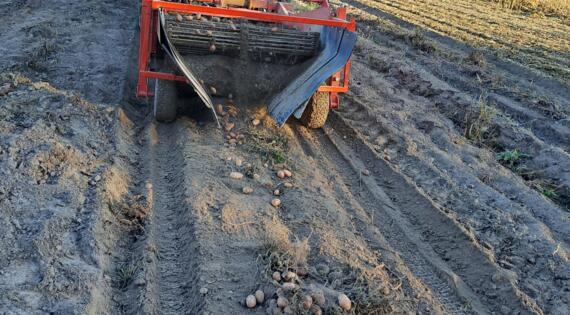 ramassage des pommes de terre - St Julien des landes